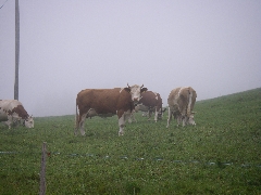 Jodlerreise 2015
